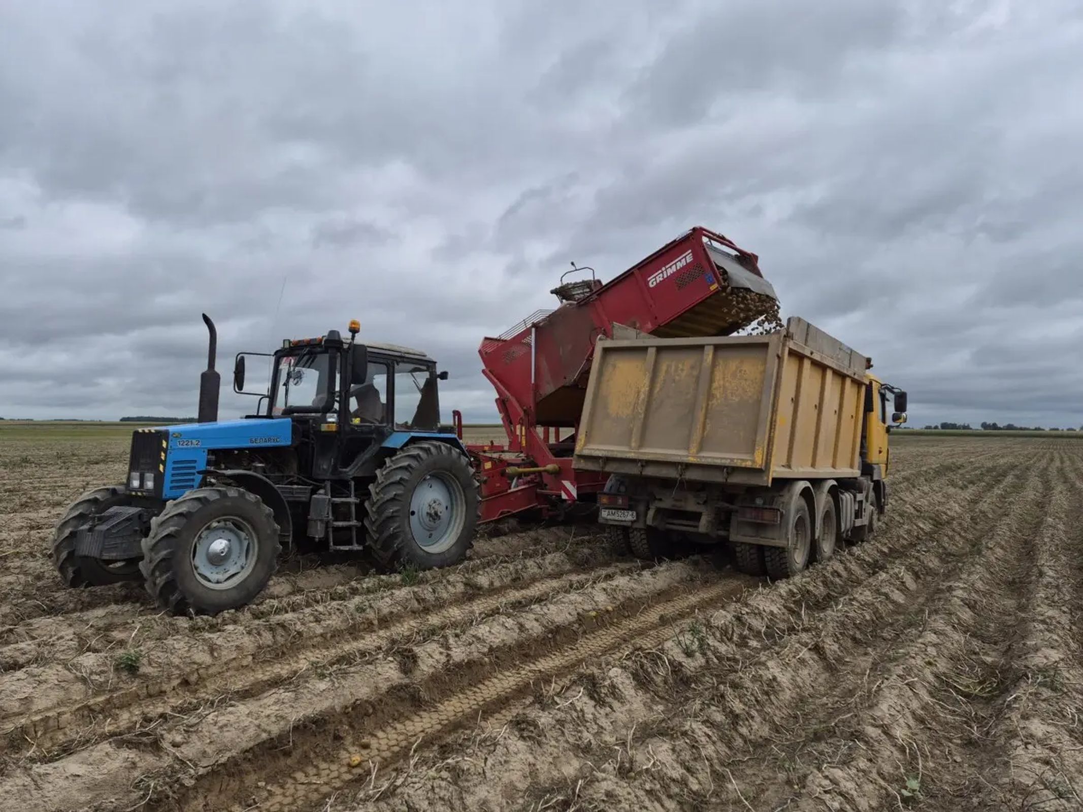 На Бобруйщине обороты набирает уборка картофеля class=