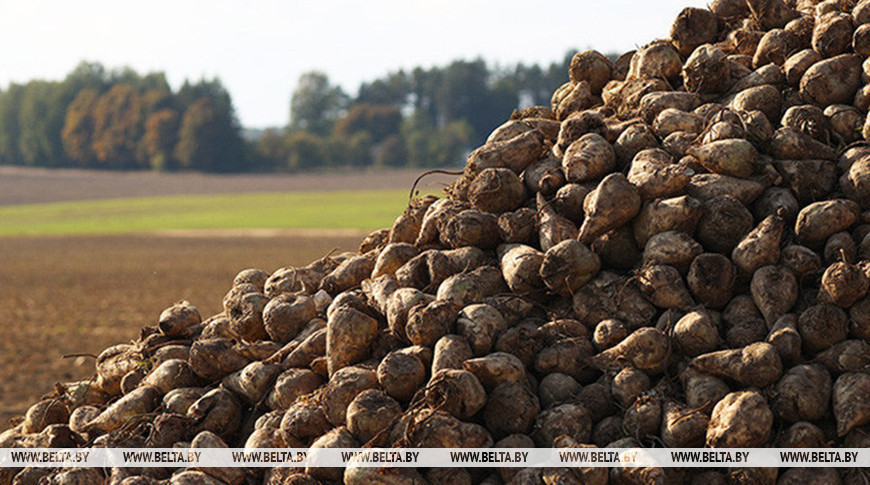 В Беларуси собрано 6 млн тонн сахарной свеклы