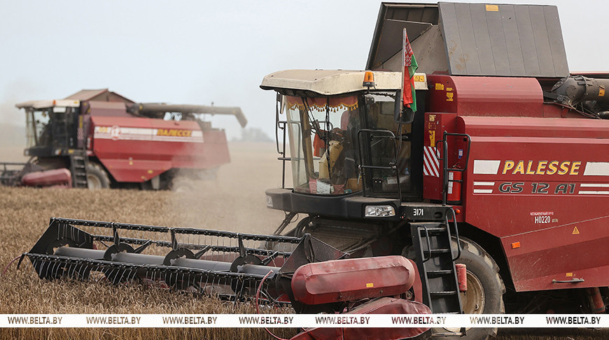 В Беларуси собрали почти 10,8 млн тонн зерна с учетом рапса и кукурузы class=