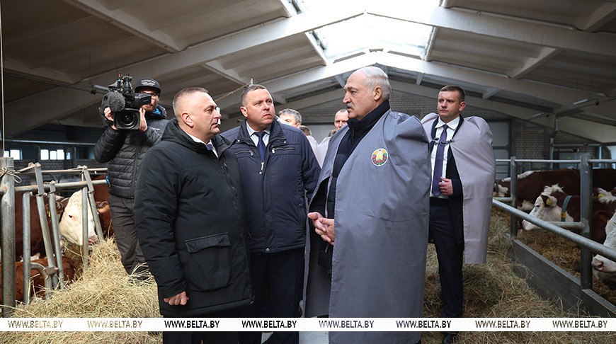 Лукашенко ориентирует на более быстрое развитие племенного животноводства в Беларуси 