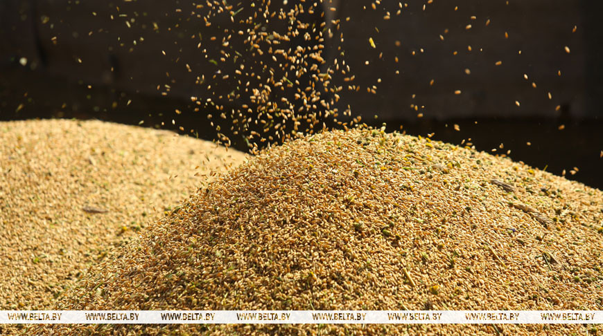 Белорусские аграрии намолотили более 10,9 млн тонн зерна с учетом рапса и кукурузы