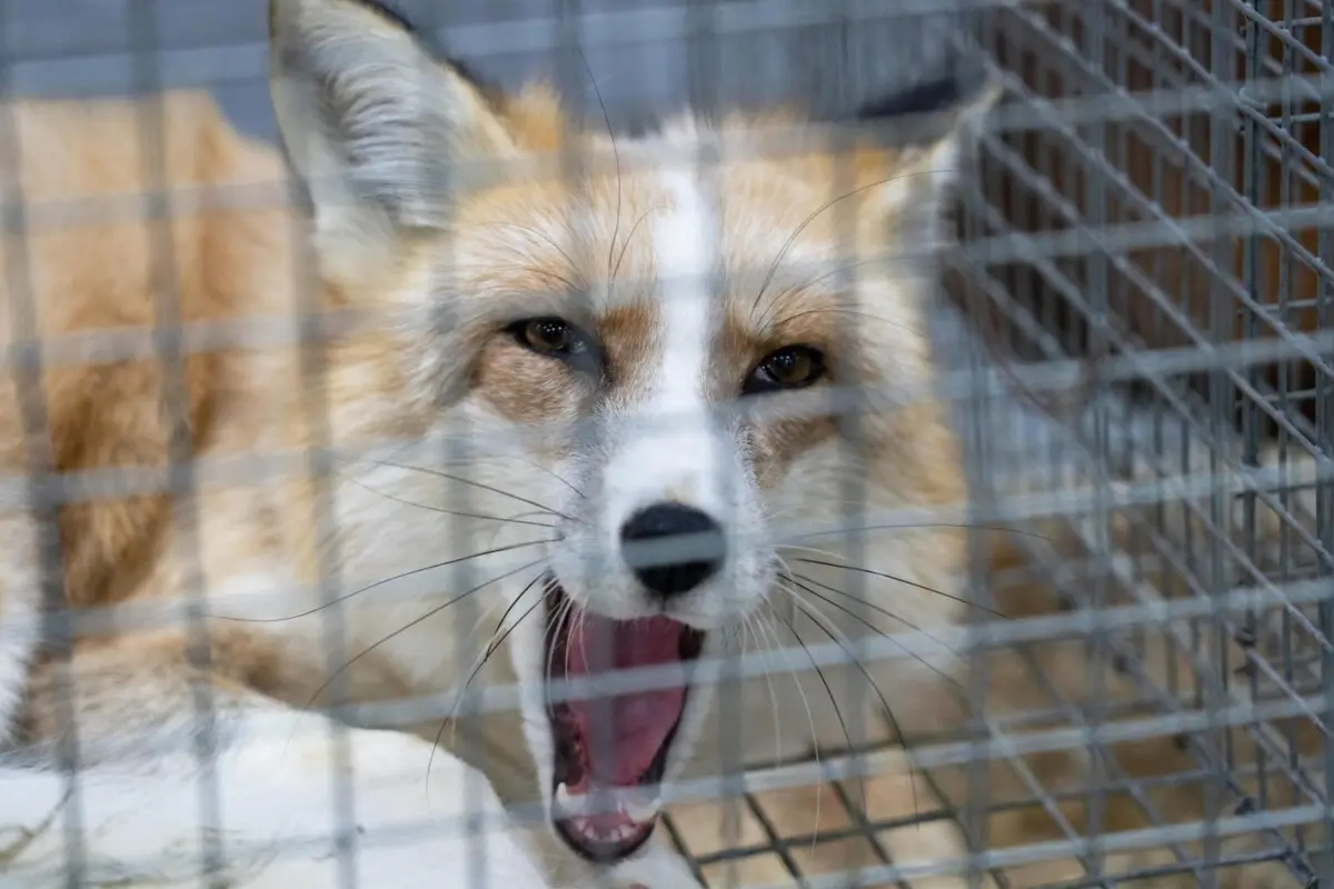 Эпидемиологи разъясняют, как уберечься от бешенства