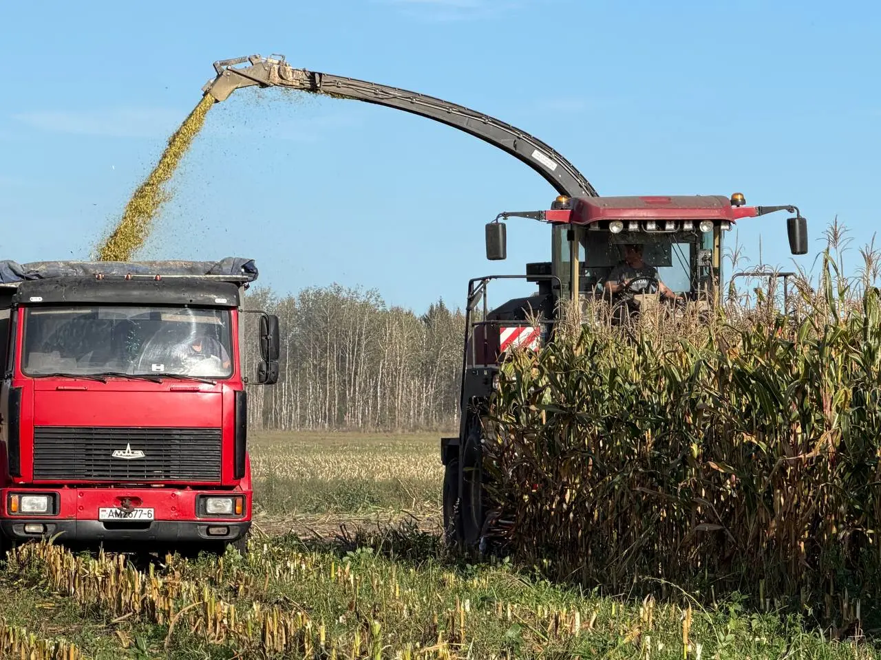 Не сбавляя темпов! На Бобруйщине продолжается массовая уборка кукурузы на силос class=