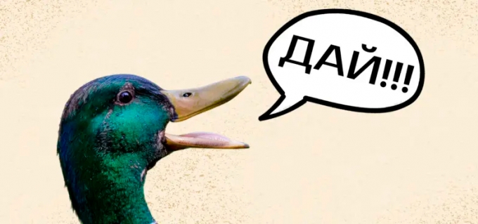 Экологи информируют: чем можно и нельзя подкармливать диких птиц зимой