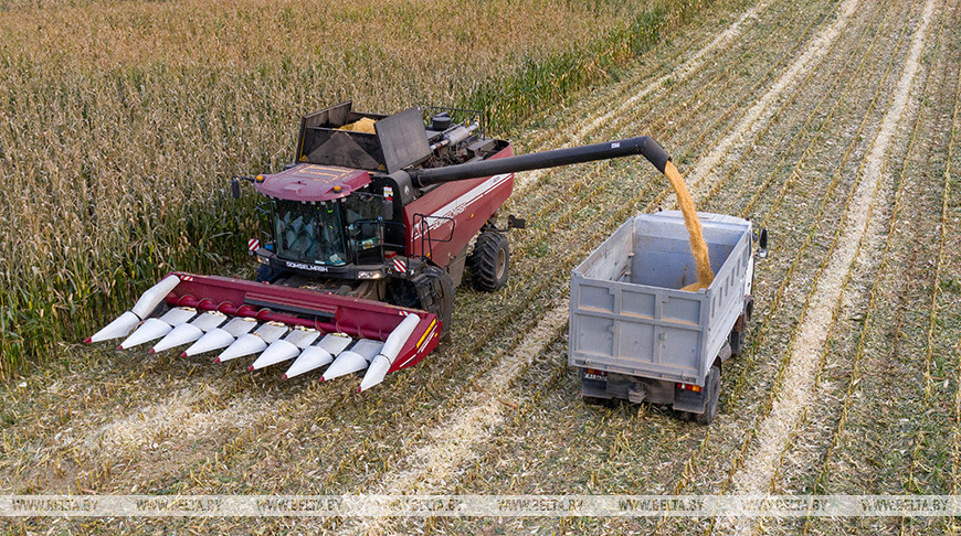 В Беларуси намолотили 10,8 млн тонн зерна с учетом рапса и кукурузы 