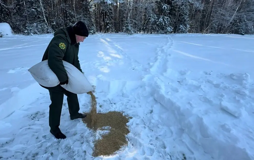 Работники Глушанского опытно-производственного лесничества помогают перезимовать диким животным