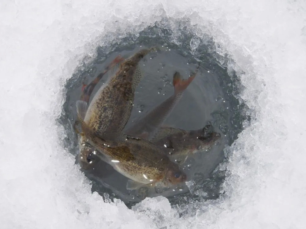 Уважаемые любители зимней рыбалки!