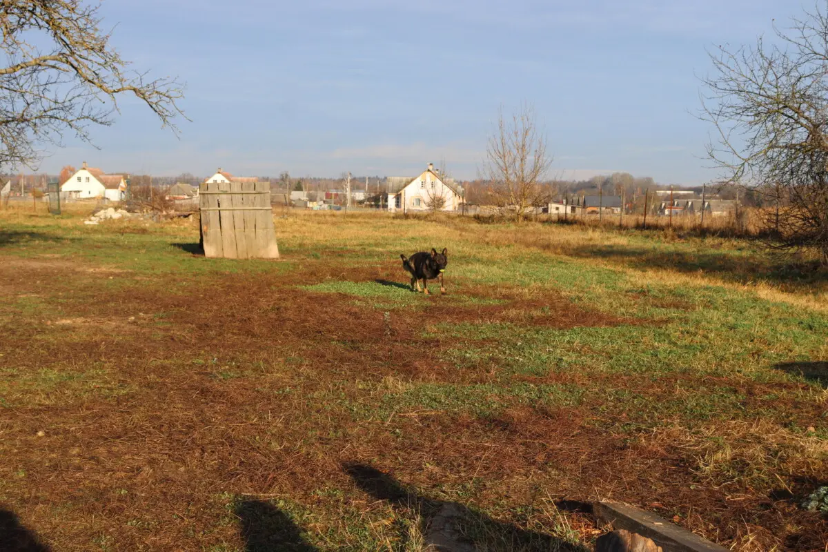 Правила содержания домашних животных – на строгий контроль!