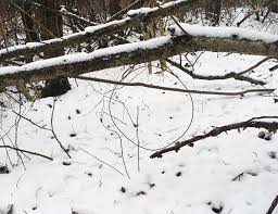 Экологи разъясняют: охота «петлями» — это браконьерство class=