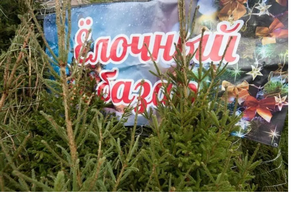 В Бобруйском лесхозе рассказали, где будут располагаться елочные базары и почем нынче лесные красавицы